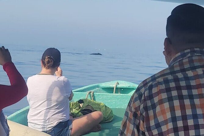 private whale watching at sunset - Introduction to the Tour