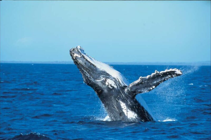 Private: Whale-Watching & Beach Escape from Punta Cana - Introduction