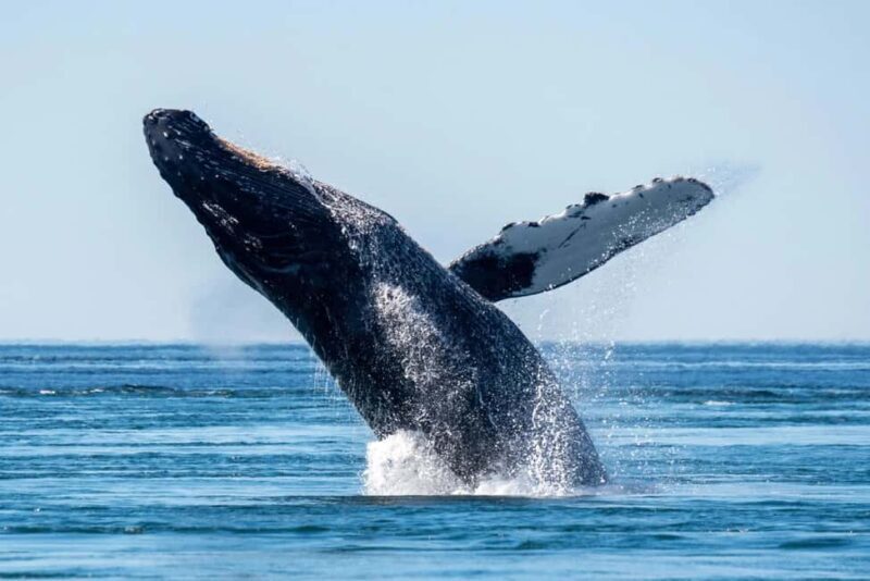 Private: Whale-Watching & Beach Escape from Punta Cana - What Makes This Tour Value-Driven?