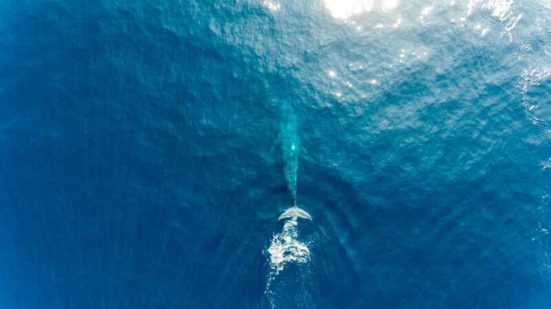 Private Whale Watching Cruise - Mirissa - Good To Know