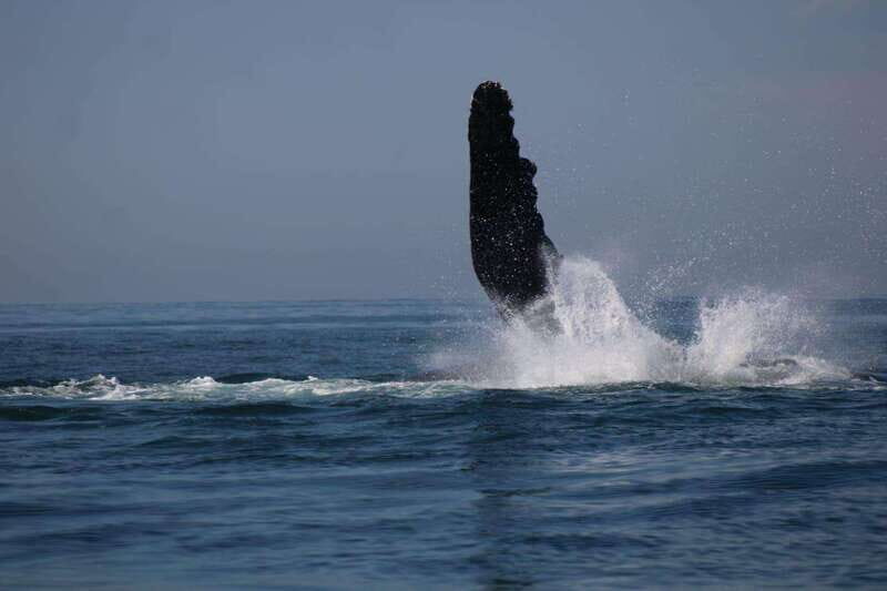 Private whale watching in mazatlan - Good To Know
