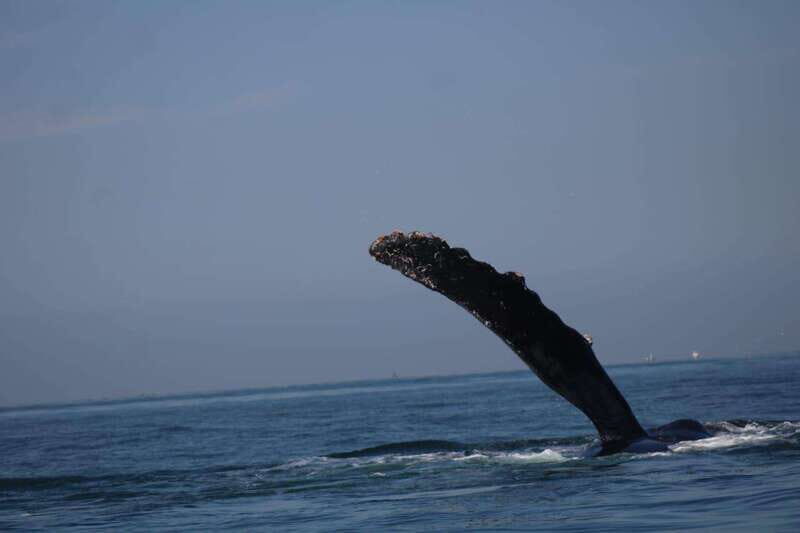 Private whale watching in mazatlan - An Authentic and Practical Experience
