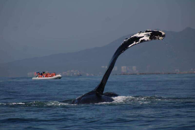 Private whale watching in mazatlan - Why This Tour Offers Good Value