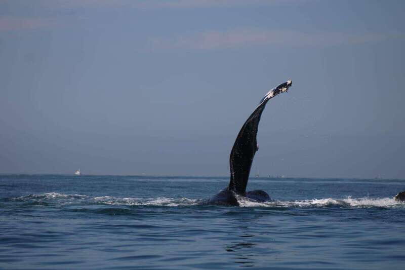 Private whale watching in mazatlan - Practical Details and Tips for Your Trip