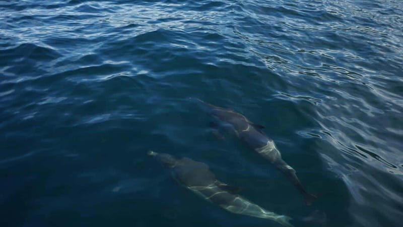 Private whale watching in mazatlan - What Reviewers Say