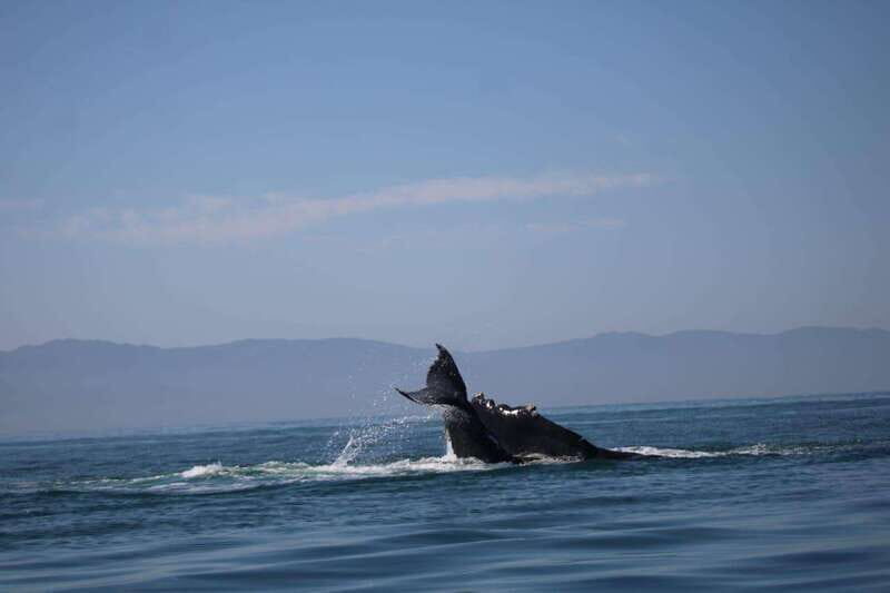 Private whale watching in mazatlan - Final Thoughts: Is This Tour Right for You?