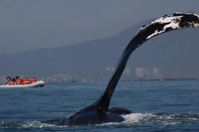 Private whale watching in Puerto Vallarta for 3 Hours - Good To Know
