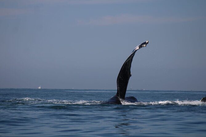 Private whale watching in Puerto Vallarta for 3 Hours - Final Thoughts on the Private Whale Watching Tour