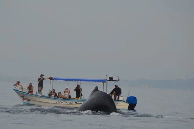 Private whale watching in Puerto Vallarta for 3 Hours - FAQ: Private Whale Watching in Puerto Vallarta