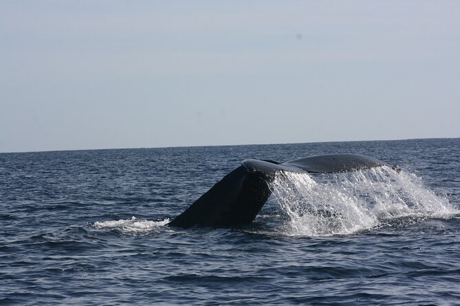 Private Whale Watching in San José Del Cabo - Transportation and Meeting Point Details