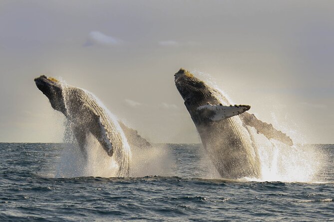 Private Whale Watching in San José Del Cabo - Inclusions and Services Provided