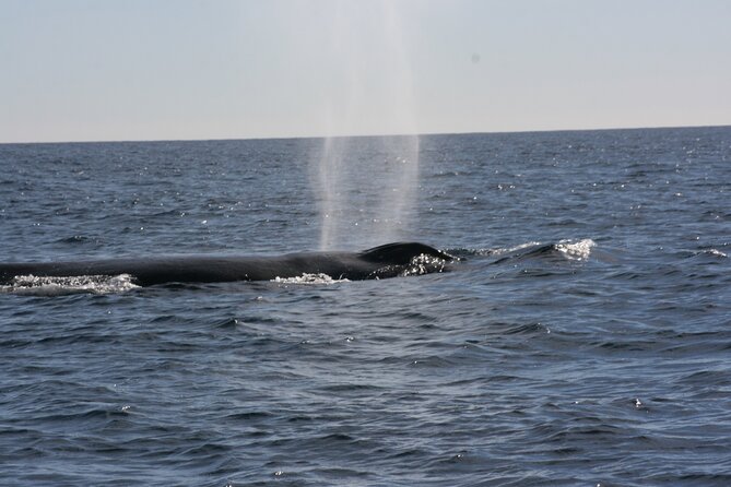 Private Whale Watching in San José Del Cabo - Important Directions and Additional Information