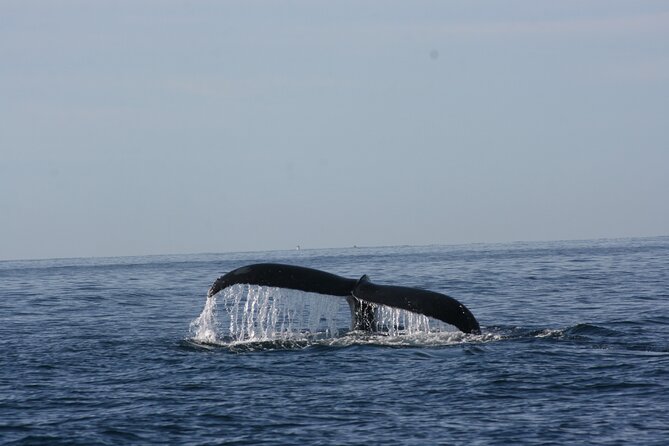 Private Whale Watching in San José Del Cabo - Common Questions