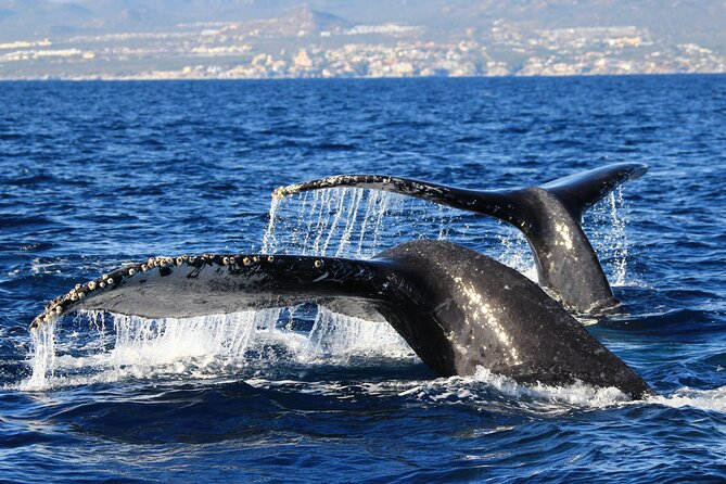 Private Whale Watching in San José Del Cabo - The Sum Up