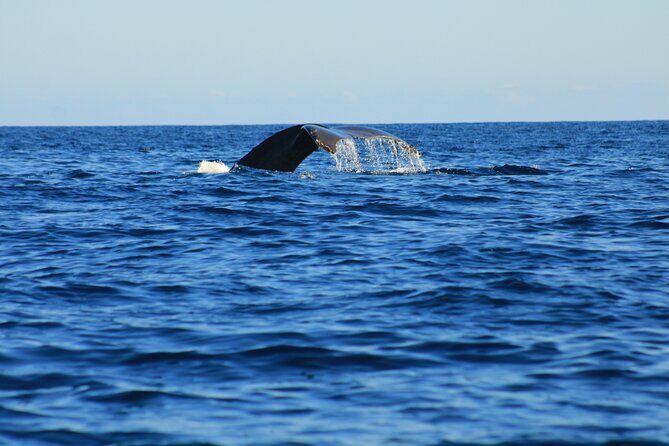 Private Whale Watching in San Jose Del Cabo snack,drinks,Warranty - A Deep Dive into the Whale Watching Experience