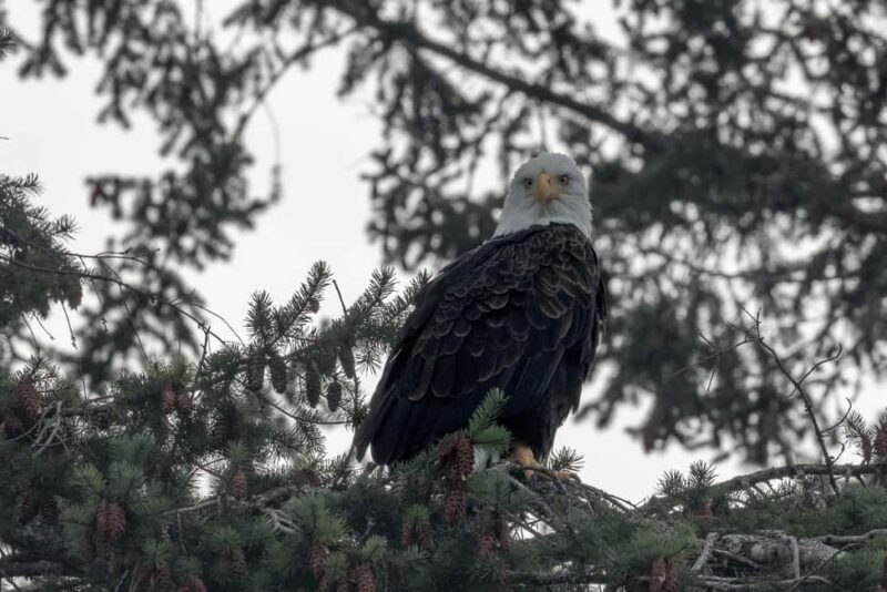 Private Whale Watching Nanaimo - Open Boat - Discovering the Salish Sea: An In-Depth Look at the Tour
