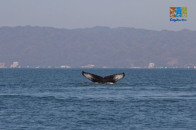 Private Whale Watching Puerto Vallarta - Boat Ride and Use of Life Vest