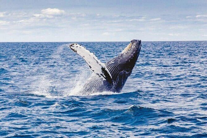 Private Whale Watching Tour by Luxury Speedboat from Mirissa - The Sum Up