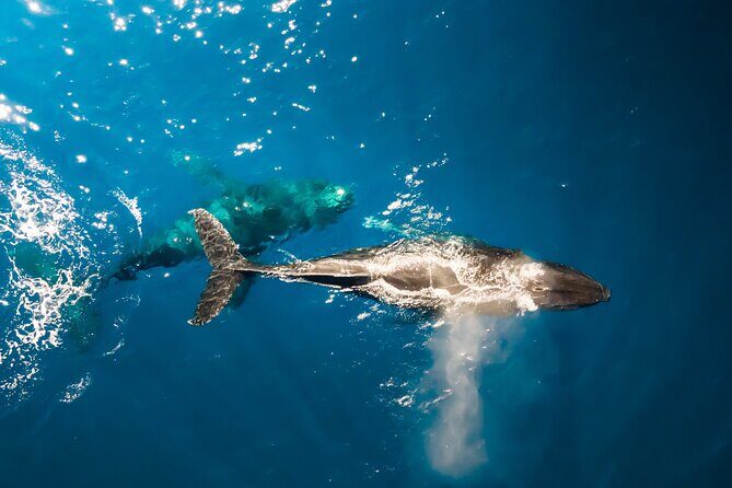 Private Whale Watching Tour of Oahu - Good To Know