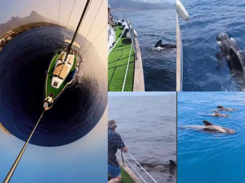 Private Whales & Dolphins Excursion: for you exclusively! - Good To Know