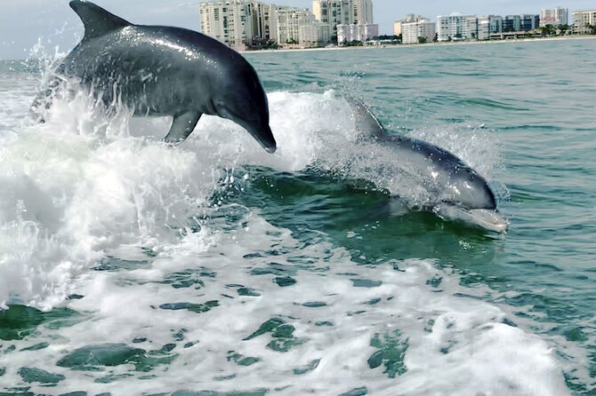 Private Wild Dolphin Boat Tour - Meeting and Pickup