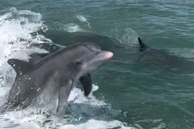 Private Wild Dolphin Boat Tour - Cancellation Policy