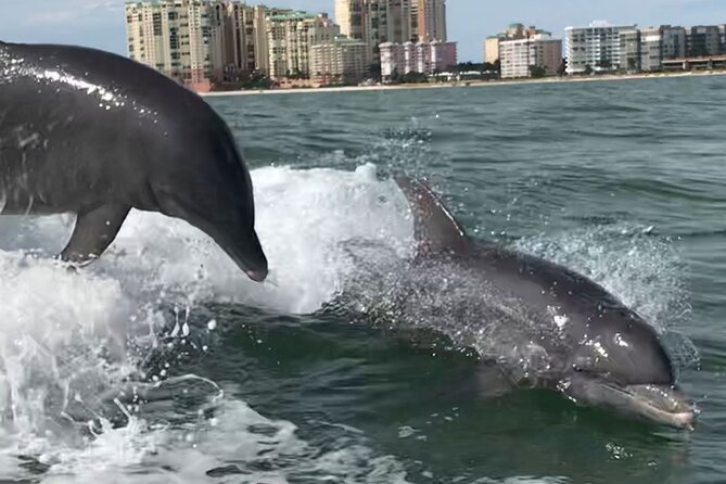 Private Wild Dolphin Boat Tour - Common Questions