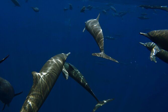 Private Wild Dolphin Encounter Day Trip - What to Expect from the Private Wild Dolphin Encounter Day Trip