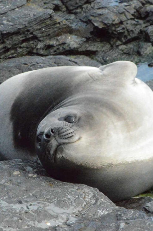 Private Wild Shores Tour: Penguins, Elephant Seals & Stanley - Wildlife and Natural Attractions