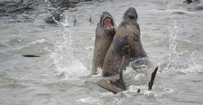 Private Wild Shores Tour: Penguins, Elephant Seals & Stanley - Stanley Guided Tour