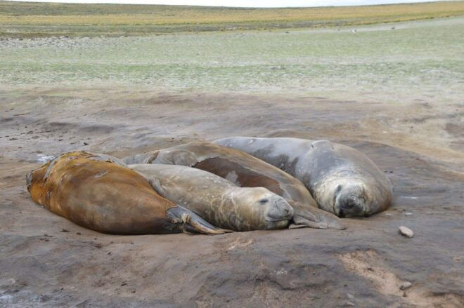 Private Wild Shores Tour: Penguins, Elephant Seals & Stanley - Sustainable Practices and Local Cuisine