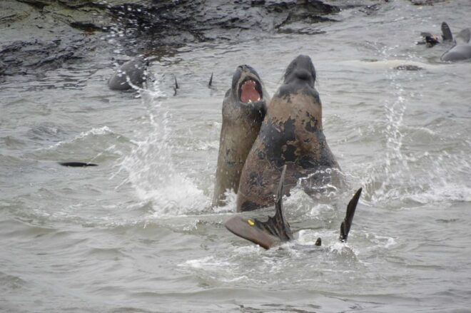 Private Wild Shores Tour: Penguins, Elephant Seals & Stanley - Tour Suitability and Additional Information