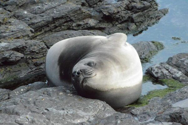 Private Wild Shores Tour: Penguins, Elephant Seals & Stanley - Penguins and Elephant Seals Encounter