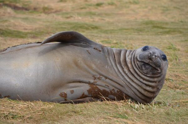 Private Wild Shores Tour: Penguins, Elephant Seals & Stanley - Rugged Beauty of the Falkland Islands