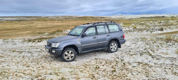 Private Wild Shores Tour: Penguins, Elephant Seals & Stanley - Local Insights and Memorable Experiences