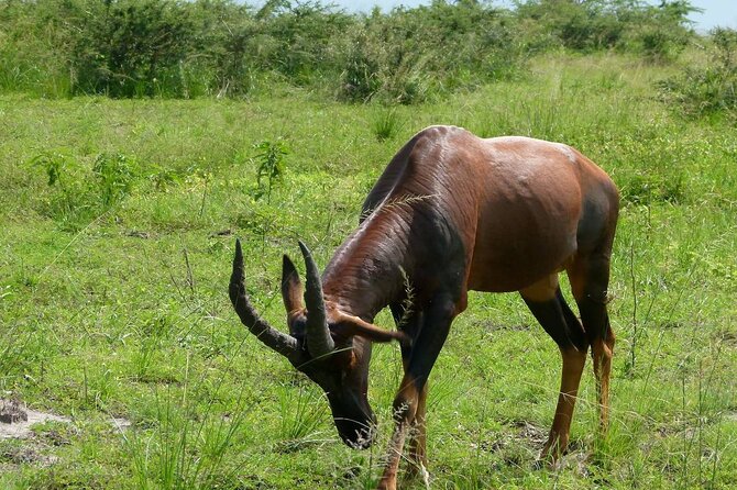PRIVATE Wildebeest Calving Safari, Tanzania, January to March - Booking and Cancellation Policy