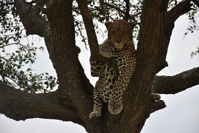 PRIVATE Wildebeest Calving Safari, Tanzania, January to March - Pickup and Arrival Details