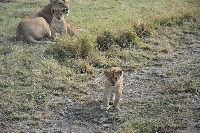 PRIVATE Wildebeest Calving Safari, Tanzania, January to March - Frequently Asked Questions