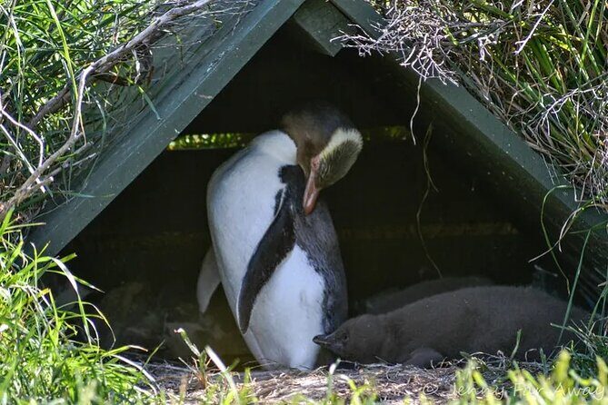 Private Wildlife and Penguin Tour in Dunedin with Ticket - Good To Know