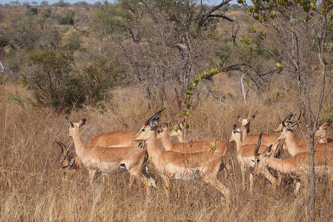 Private Wildlife and Wine Tour - Wildlife Encounters