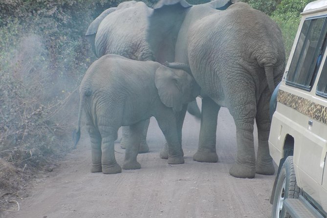 Private Wildlife Encounter at Tarangire National Park - Private Tour Highlights and Inclusions