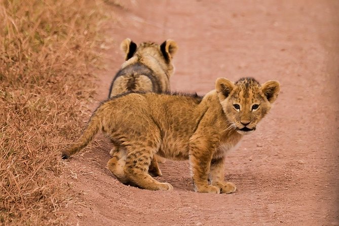 Private Wildlife Encounter at Tarangire National Park - Accessibility and Restrictions Information