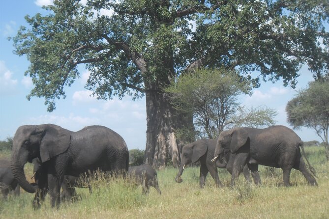 Private Wildlife Encounter at Tarangire National Park - Cancellation Policy and Price Details