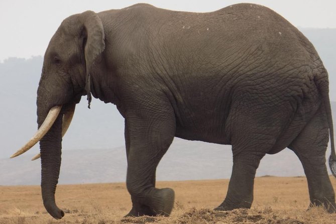 Private Wildlife Encounter at Tarangire National Park - The Sum Up