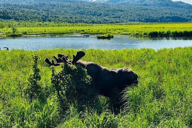 Private Wildlife, Glacier & Gold Panning (Panoramic Van  Max 9) - Good To Know