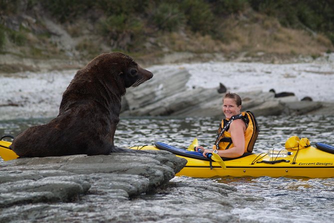 Private Wildlife Kayaking Tour - Kaikoura - Additional Information