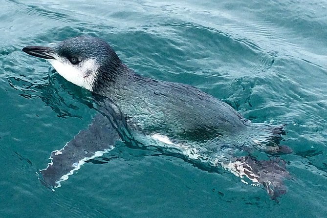 Private Wildlife Kayaking Tour - Kaikoura - Guaranteed Seal Sightings