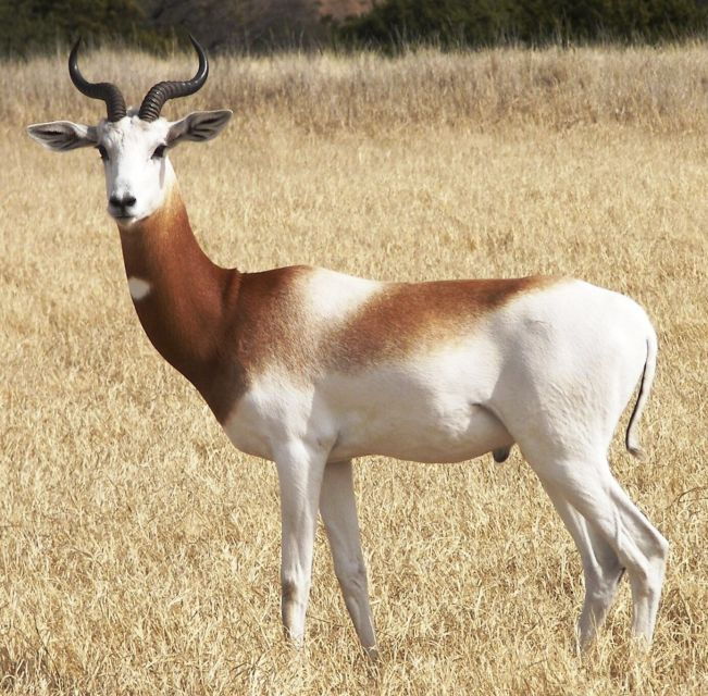 Private Wildlife National Park & Sahara Desert With Lunch - Experience Highlights