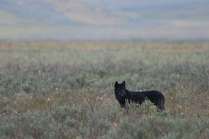 Private Wildlife Safari from West Yellowstone with Lunch - Good To Know
