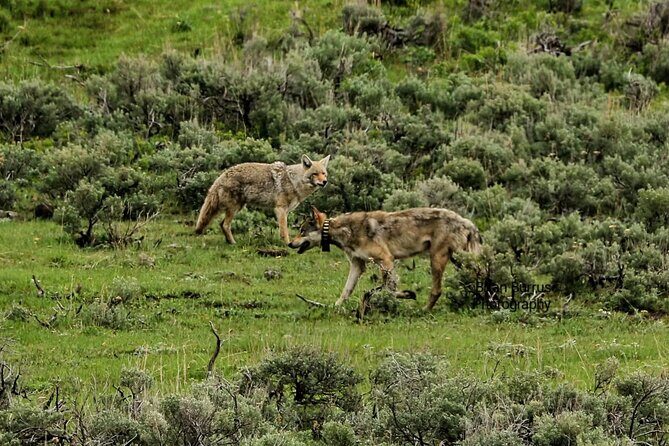 Private Wildlife Safari from West Yellowstone with Lunch - Deep Dive into the Experience